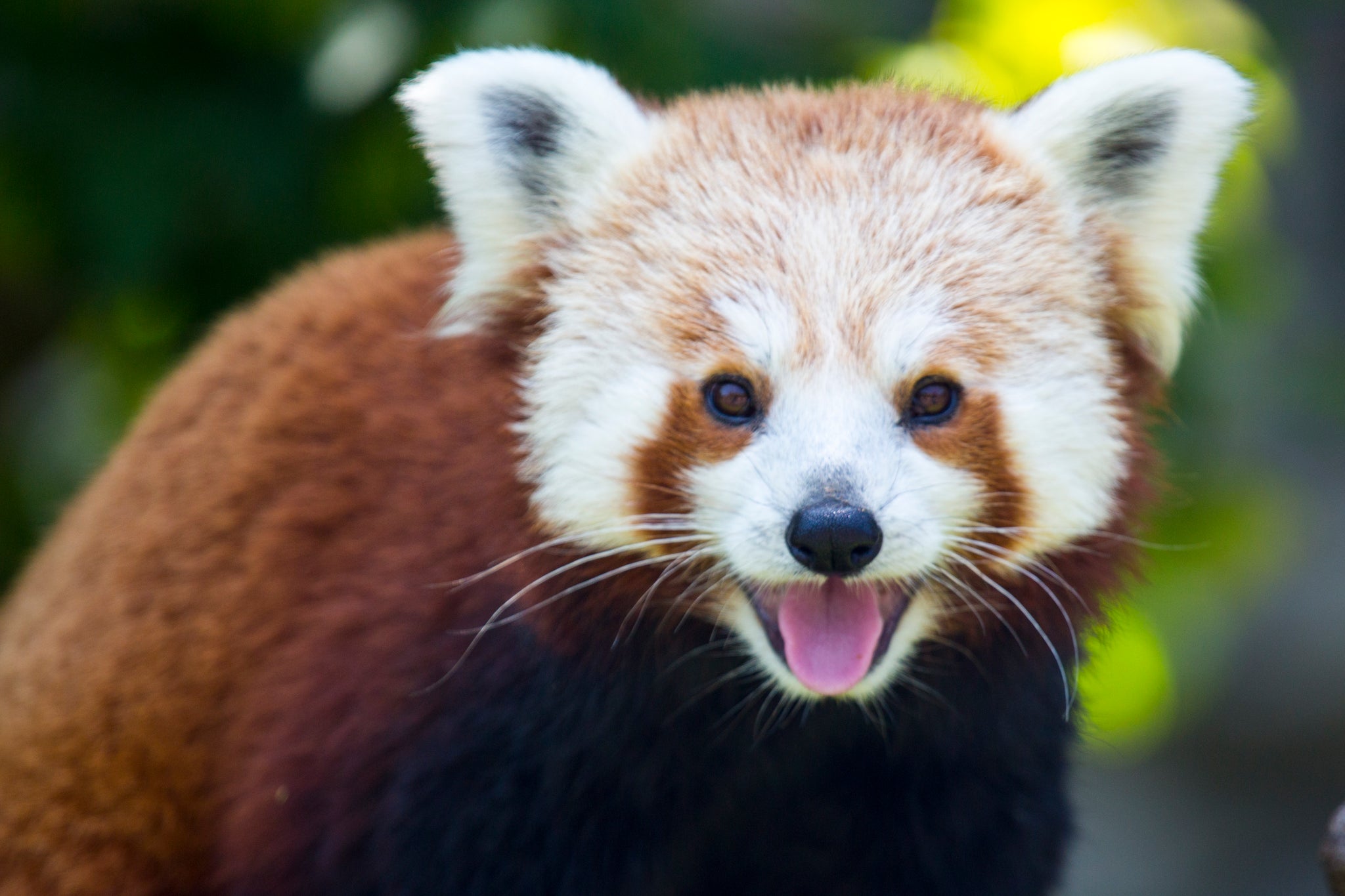 Red Panda