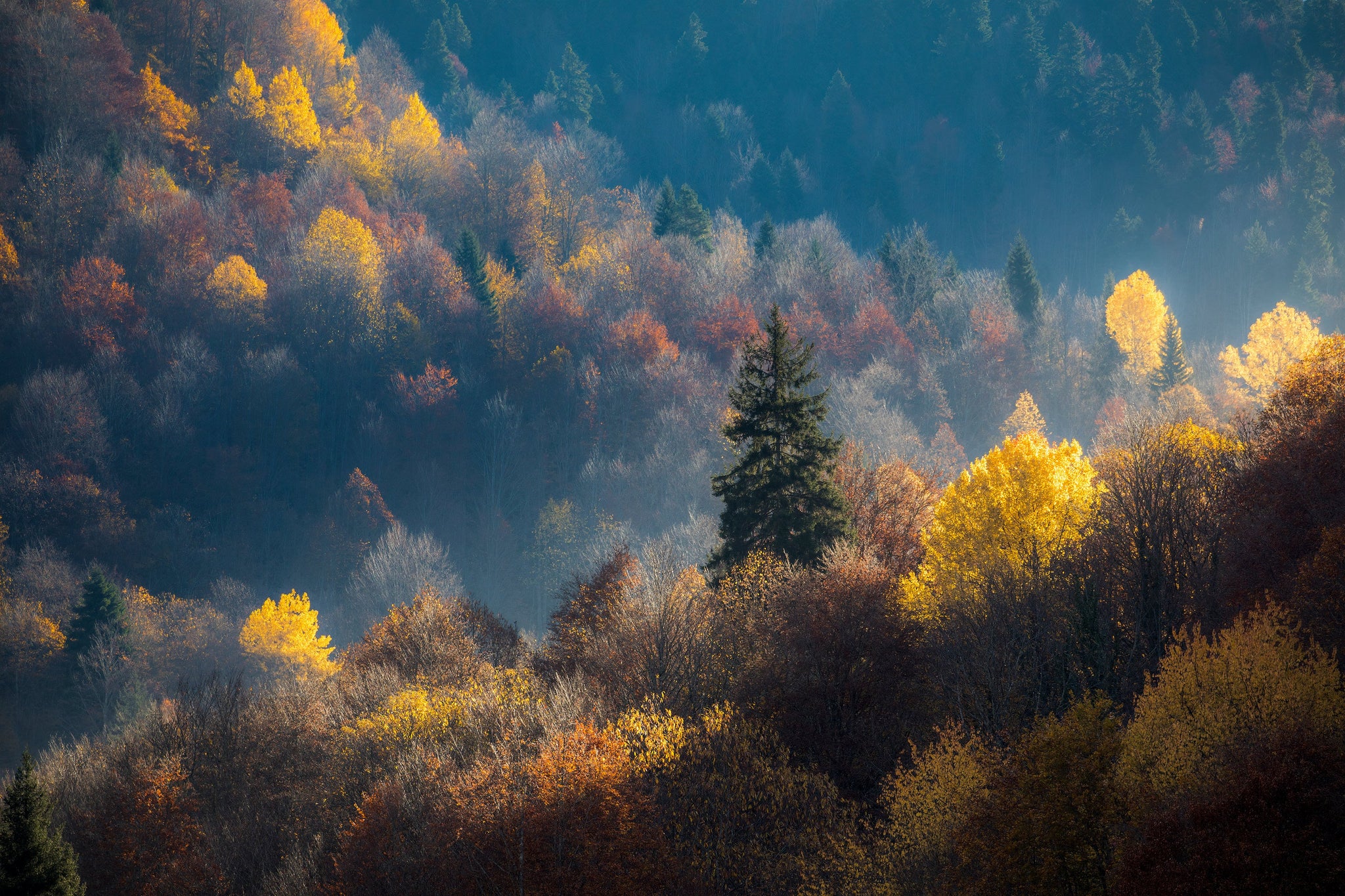 Autumn in the Canyon