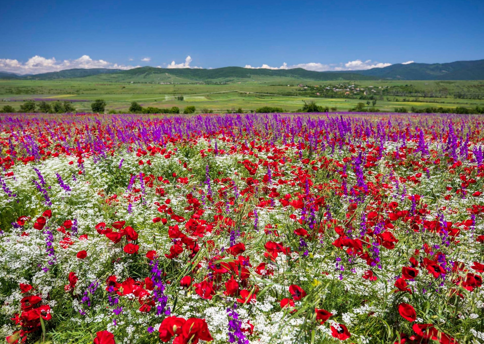 Poppies