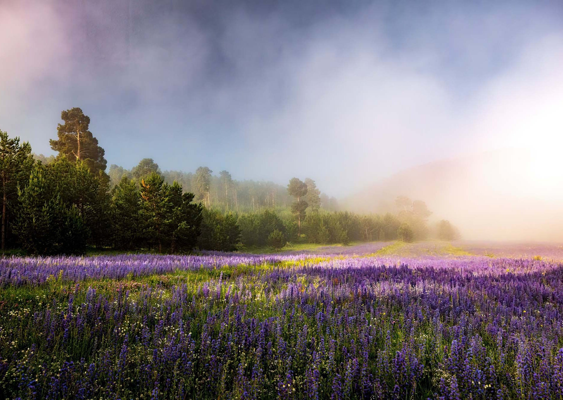Field of Dreams