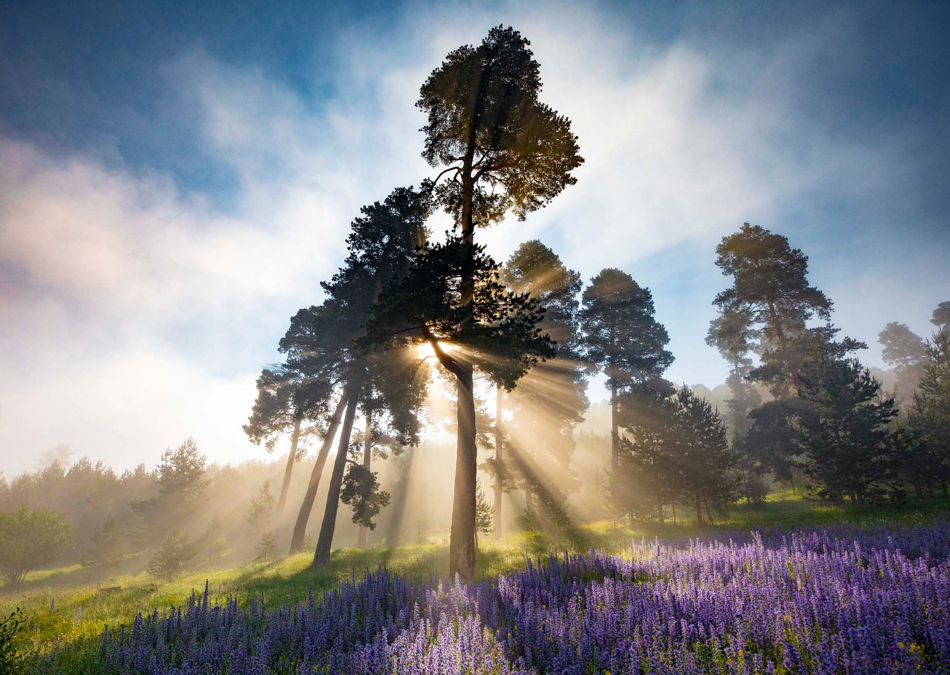 Morning Fog